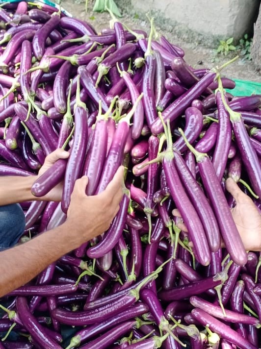 Brinjal 2