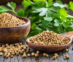 Coriander