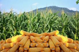 Hybrid Maize